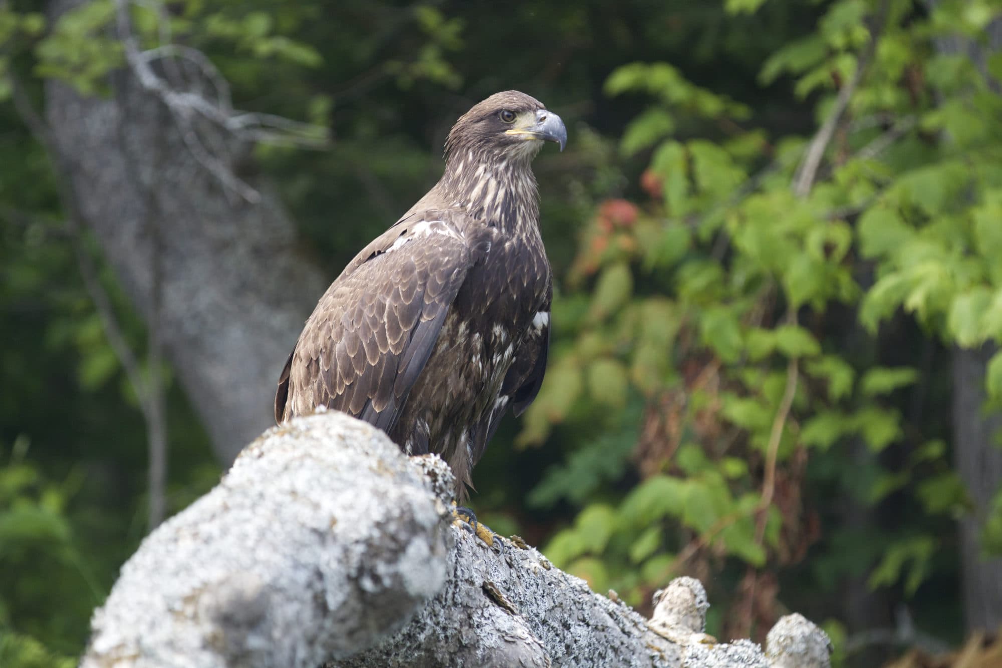 A majestic gold eagle surveys her domain